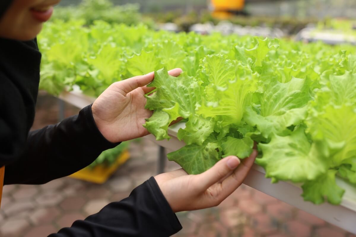 A close-up shot of a Sunway XFarms staff holding the kale tea which is ready to be harvested.