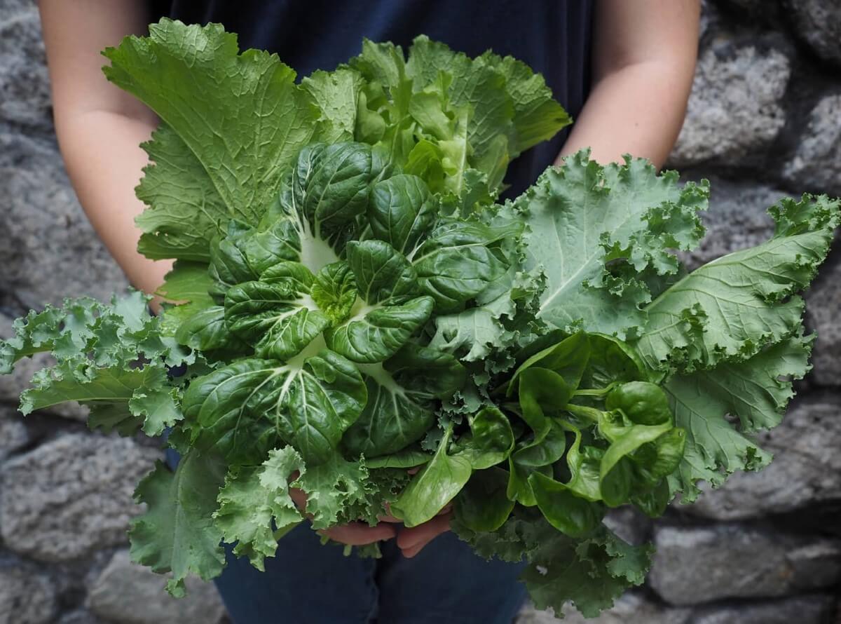 A close-up shot of kale with a lady holding it.