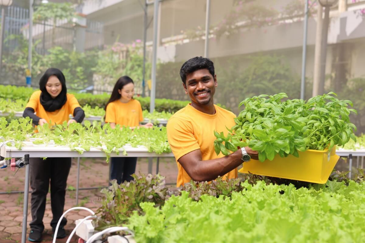 A mid-shot of a Sunway XFarms staff harvesting vegetables