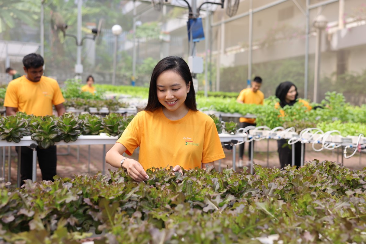 A mid-shot of a staff at Sunway XFarms at Sunway FutureX, conducting checks on the vegetables.